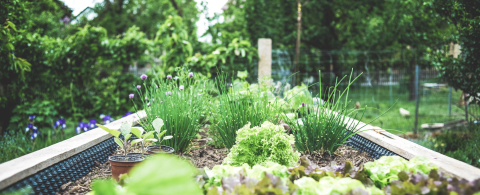 Urban Gardening